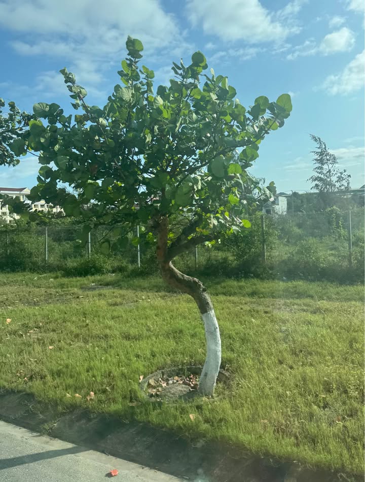 Nhà Phố Đà Nẵng 100m² Cao Sơn - Mặt tiền kinh doanh đắc địa!