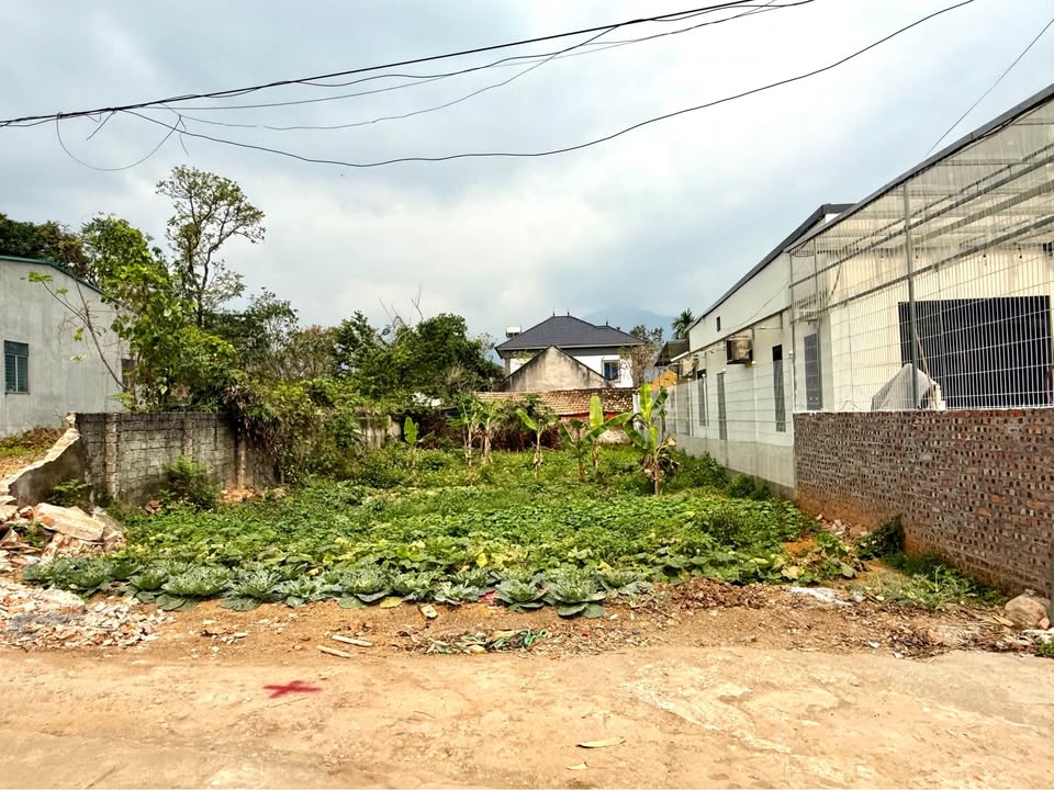 Đất nền Lâm Thao 145m² - Đường to ô tô, tiềm năng sinh lời!