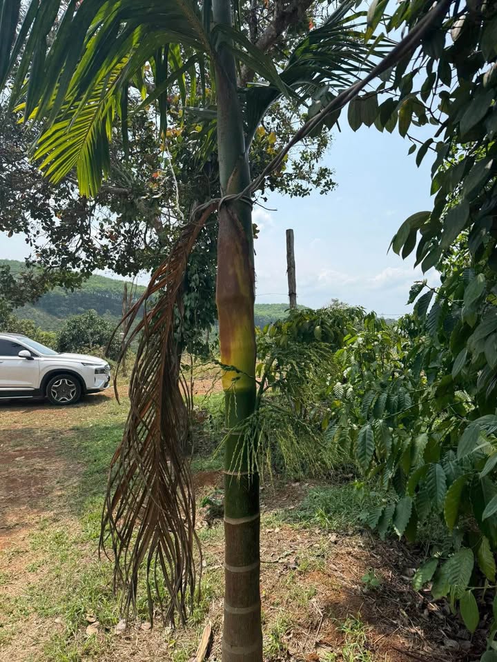 Đất Nền 15.000m² Sổ Đỏ Riêng - Triền Lài View Đẹp Tại Gia Nghĩa, Đắk Nông