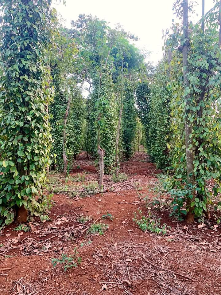 Đất Nền 1080m² Xã Ea Puk, Krông Năng - Giá 999 Triệu, Trung Tâm Sẵn Sàng Đầu Tư