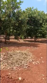 Đất Farm Đồng Phú 4ha 5 tỷ - Sinh thái xanh, giáp suối!