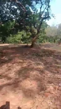 Bán gấp 3.5ha đất đỏ Tân Hưng, Đồng Phú - Lộc tài lộc