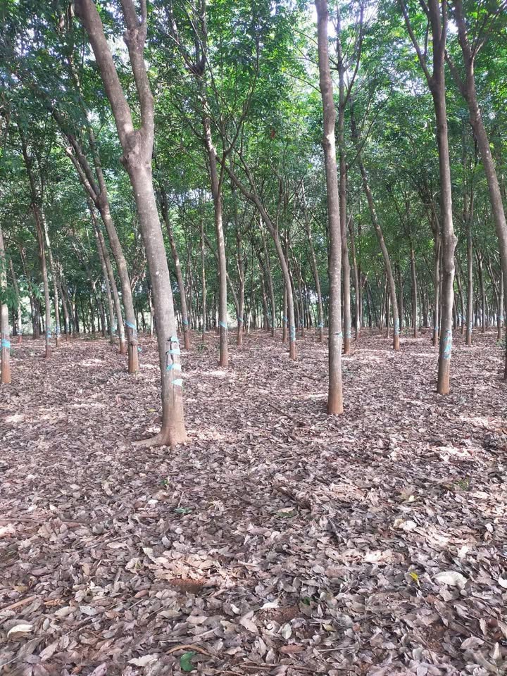 Bán Gấp 3.86ha Cao Su, Điều Tại Bù Gia Mập - Sổ Hồng Rõ Ràng