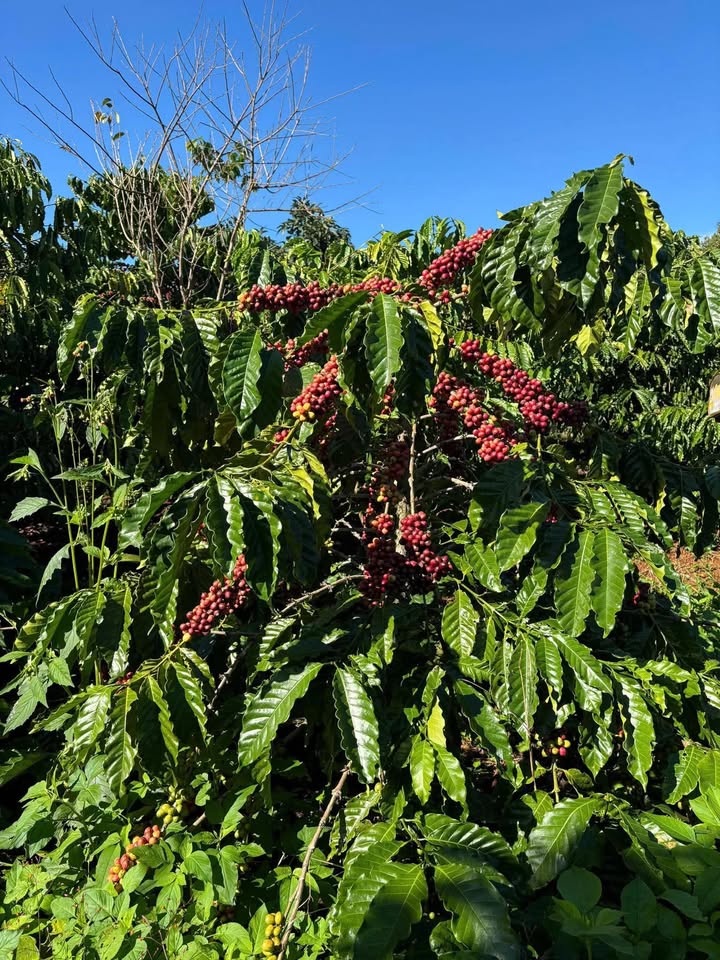 Đất Vườn Cafe 7 Sào Tân Nghĩa, Di Linh - Sổ Đỏ Rõ Ràng, Giá Đầu Tư 3.85 Tỷ