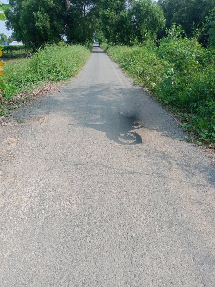 Bán Đất Vườn Đồng Tháp 8300m² Mặt Tiền Nhựa Giá Đầu Tư