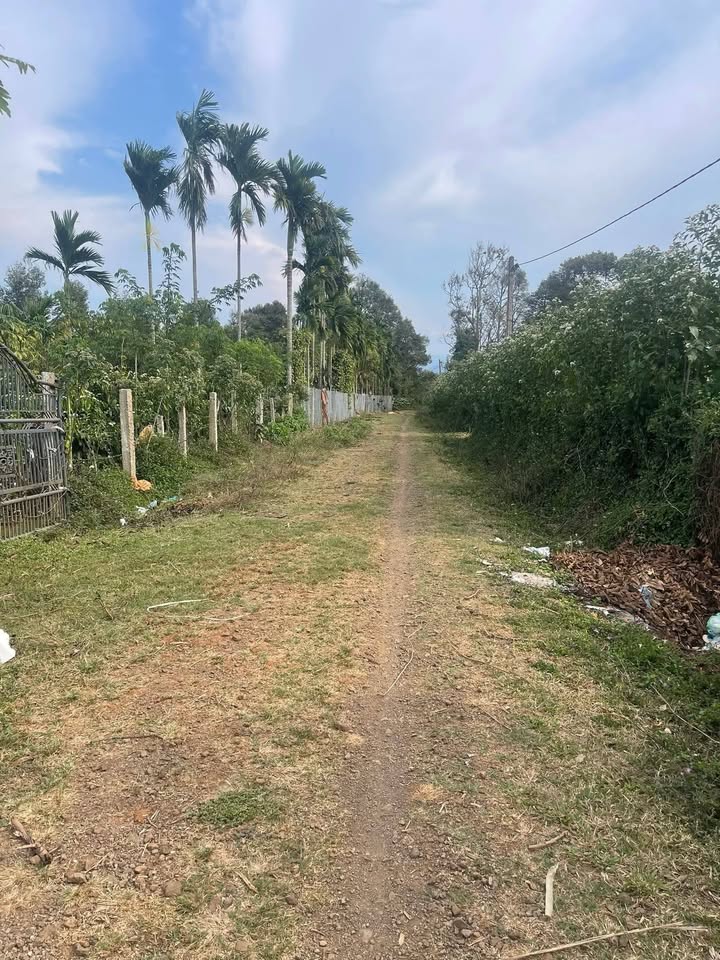 Đất Farm Ea Súp 4000m² - Sinh thái xanh, tiềm năng đầu tư!