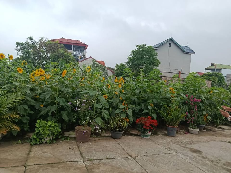 Đất nền 113m² Nghĩa Đạo, Thuận Thành 2.2 tỷ - Sổ đỏ chính chủ!