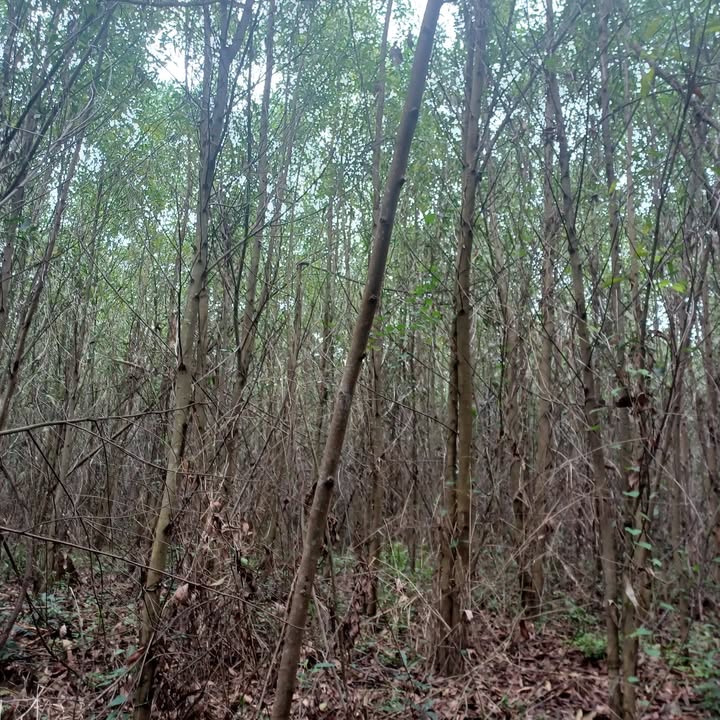 Đất Rừng Bình Hòa 100.000m² - Sinh Thái Xanh, Đầu Tư Bền Vững