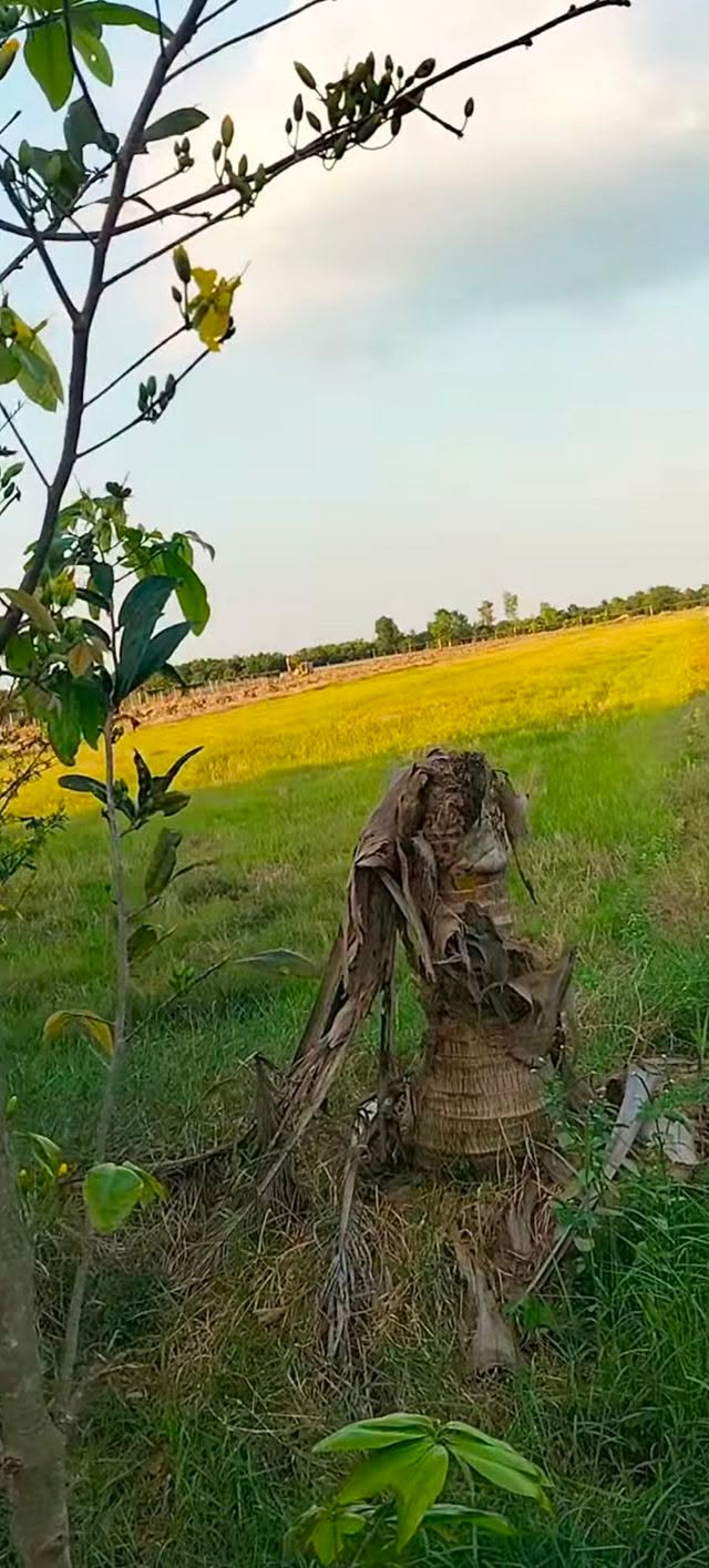 Cho thuê 10.000m² đất ruộng cặp kinh, đường nhựa, Đồng Tháp - Sẵn sàng lên vườn