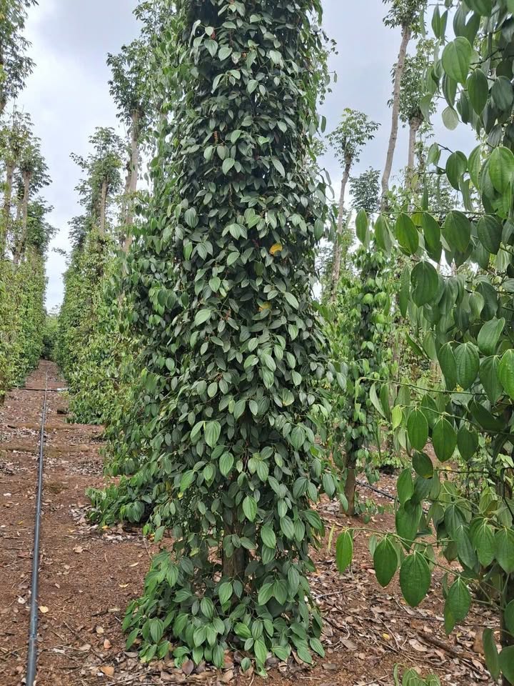 Bán 3 Sào Đất Trồng Tiêu Tại Bình Giã, Châu Đức - Sẵn Sàng Đầu Tư