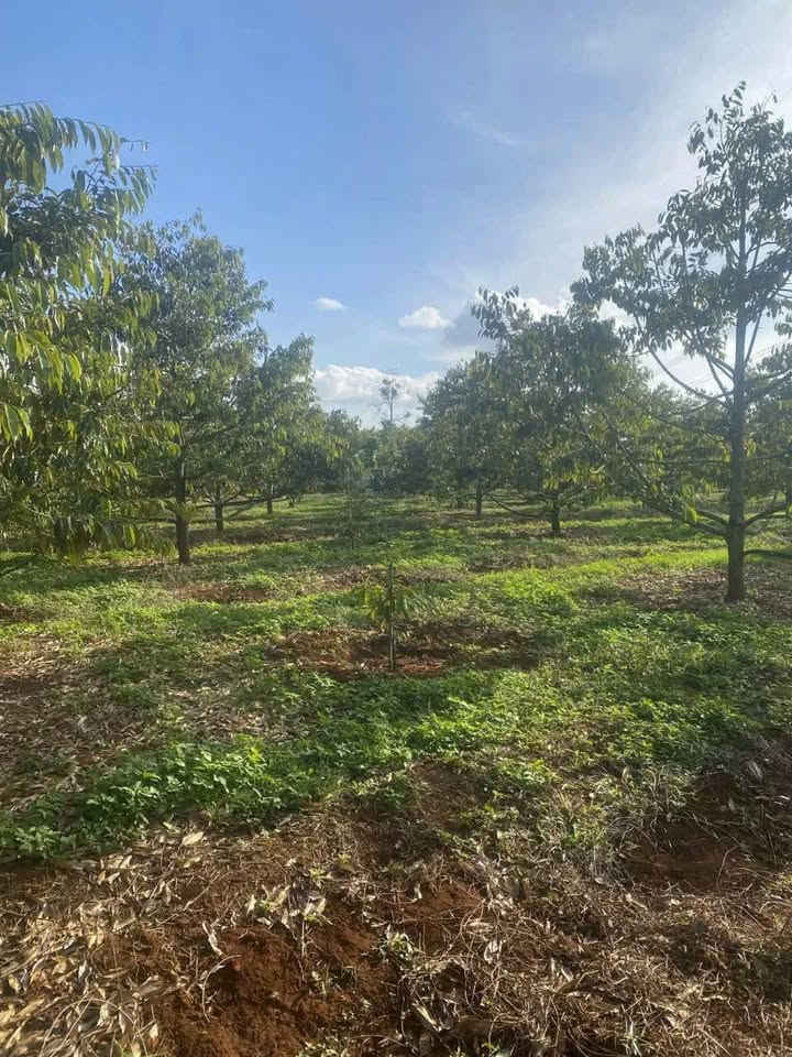 Đất nền Cuor Đăng Cư M'gar 600m² 390 triệu - Sổ đỏ chính chủ!