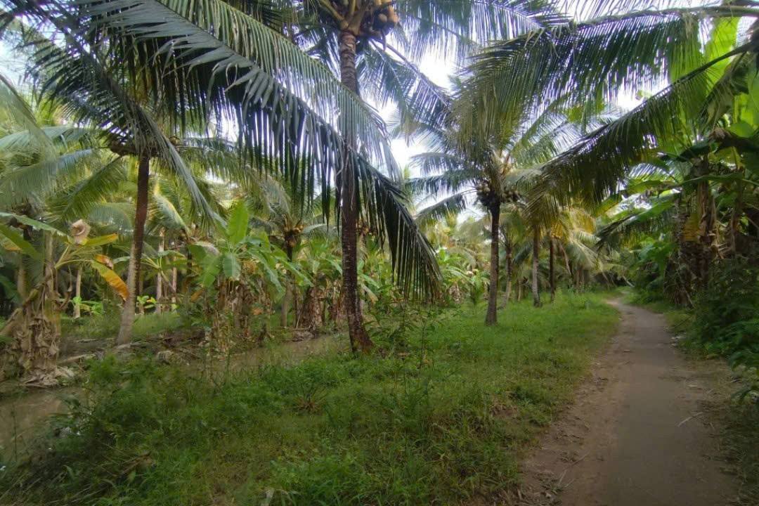 Bán Đất Vườn Dừa 1500m² Bến Tre - Giá Tốt 750 Triệu