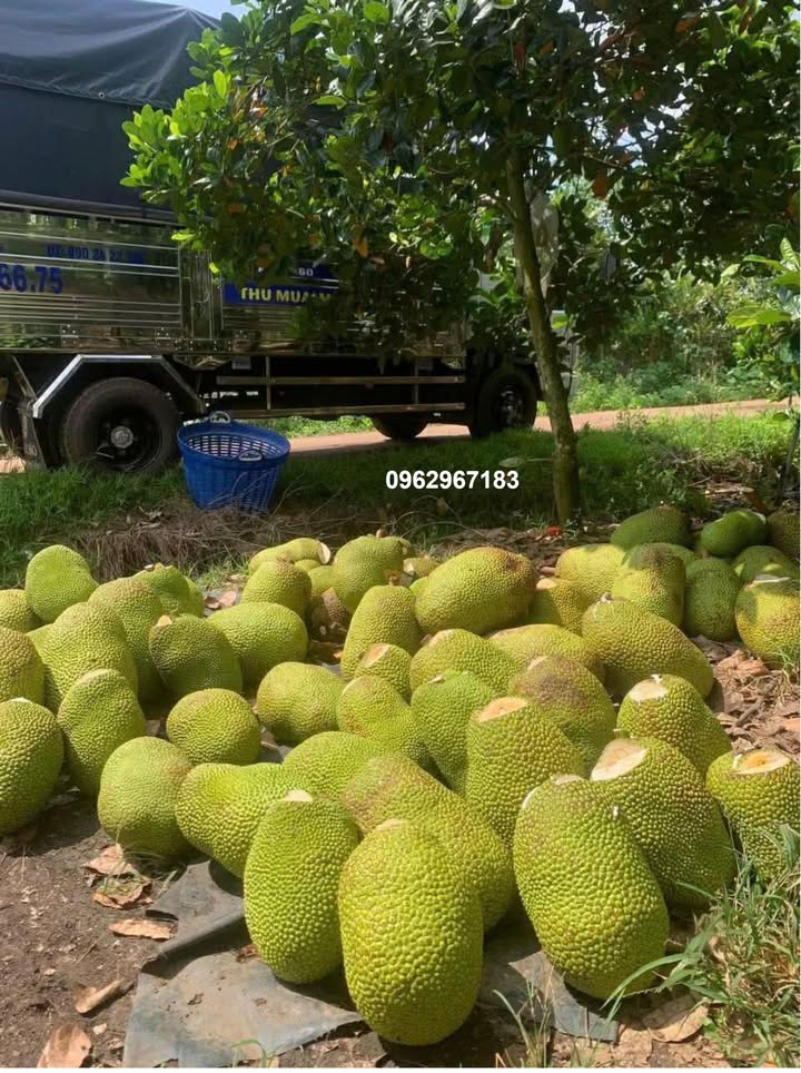 Đất vườn Phú Túc, Đồng Nai 360m² 600 triệu - Nghỉ dưỡng lý tưởng!