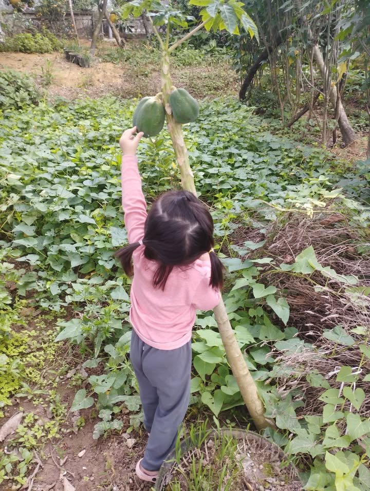 Nhà Cấp 4 Phú Xuân, Thái Bình 50m² Hướng Bắc - Sổ Đỏ Chính Chủ