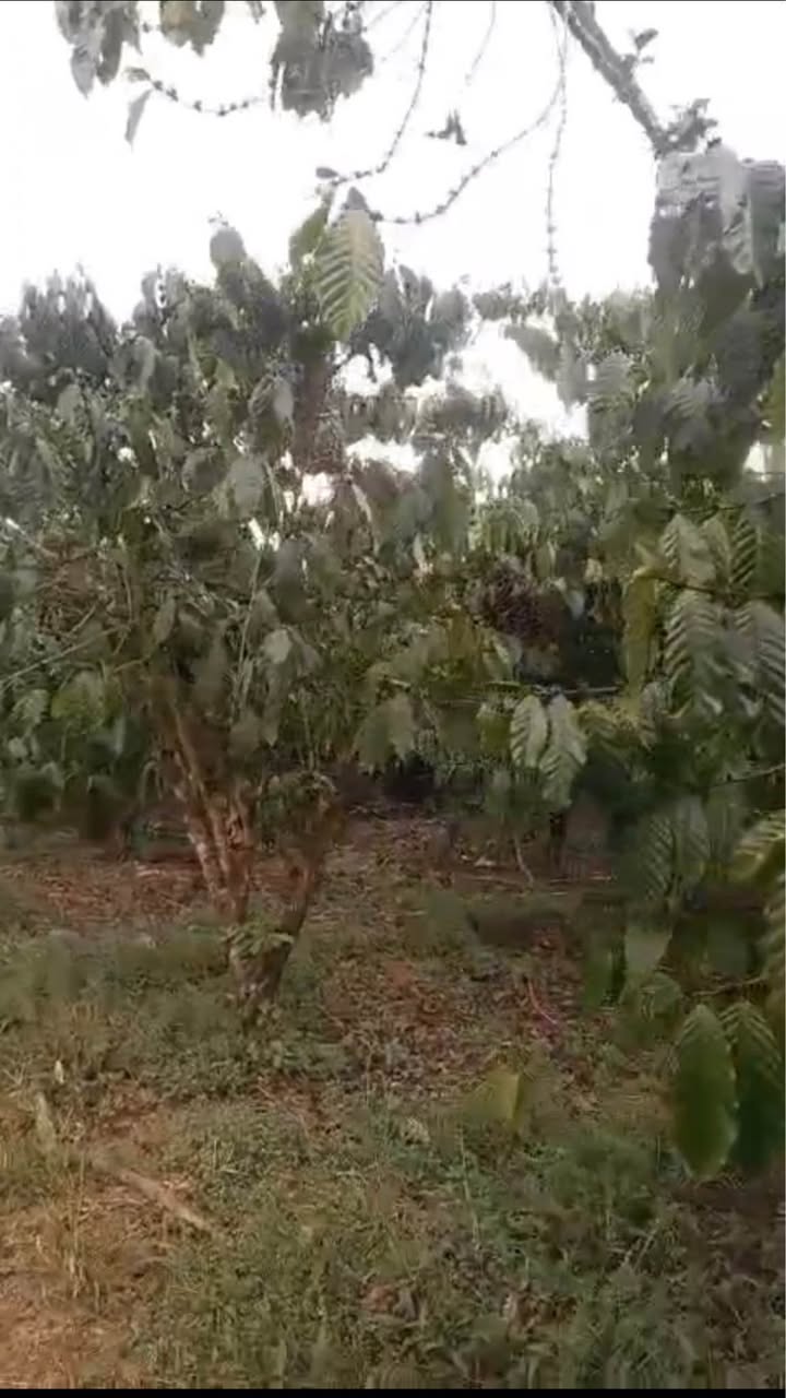 Bán Đất Vườn 9700m² Lộc Quảng, Bảo Lâm - Sổ Hồng Sẵn Sàng