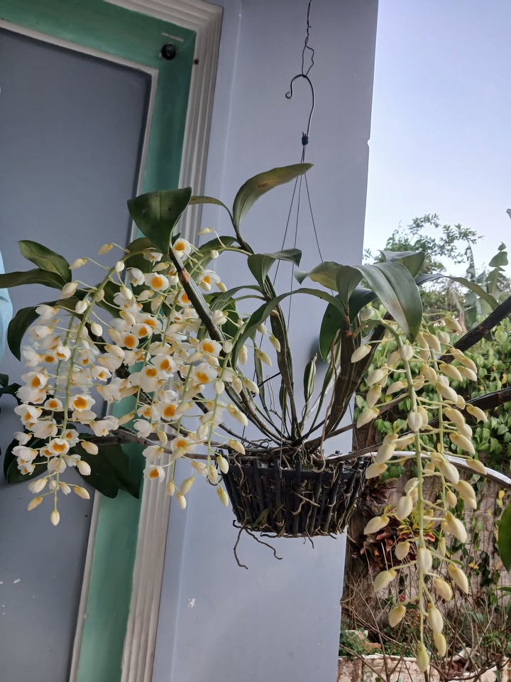 Đất nền Lộc Bắc, Bảo Lâm 16.000m² - Sổ đỏ chính chủ, giá 4.16 tỷ