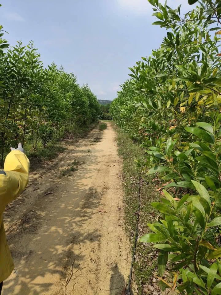 Bán Gấp Farm Nghỉ Dưỡng Ea H'MLay, Đắk Lắk - 12000m² Giá Chỉ 1.1 Tỷ