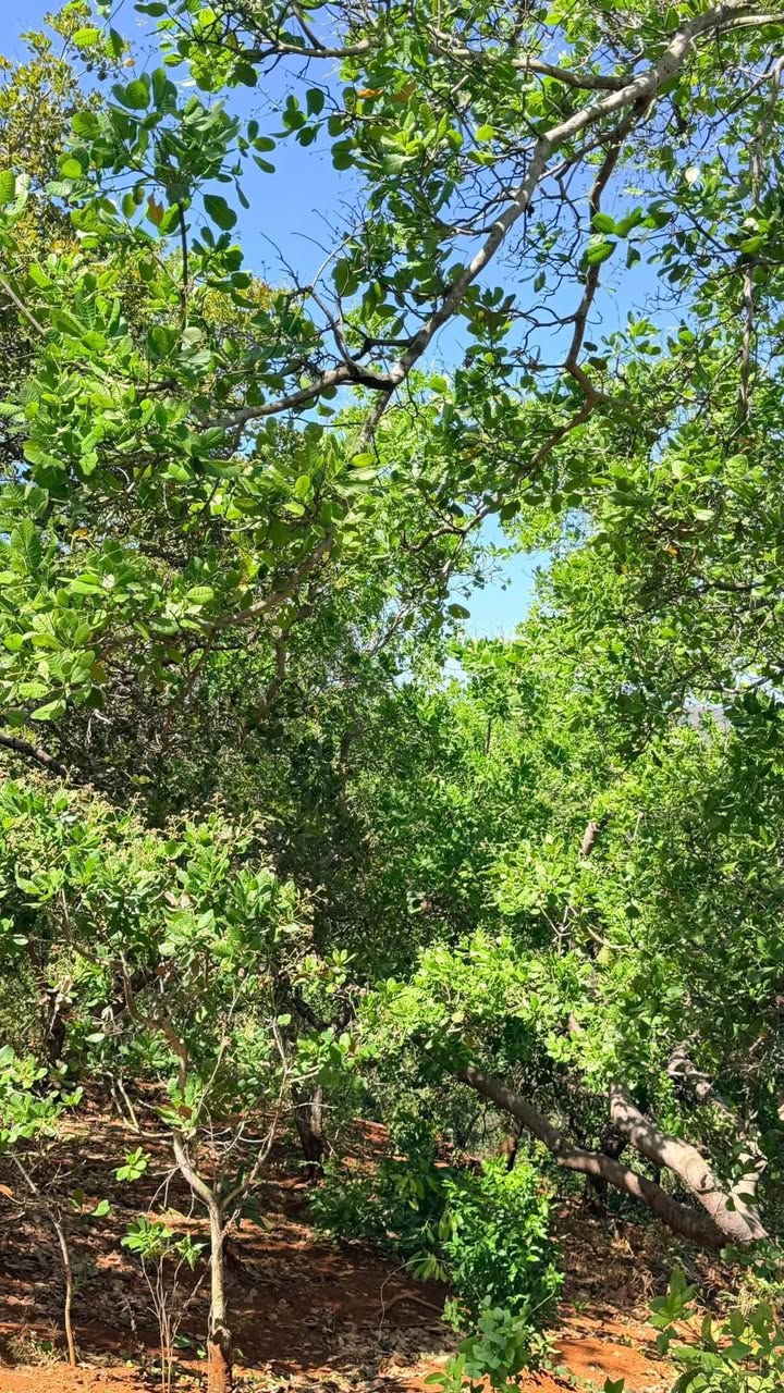 Đất nền An Sơn, Thuận An 3.2ha - Tiềm năng tăng giá vượt trội!