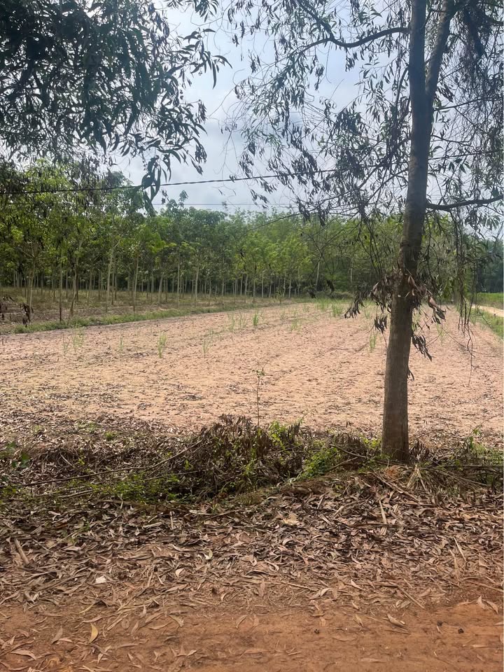 Đất nền 2 mặt tiền đường Tháng 4, Bến Lức - 1280m² - Sổ hồng sẵn sàng