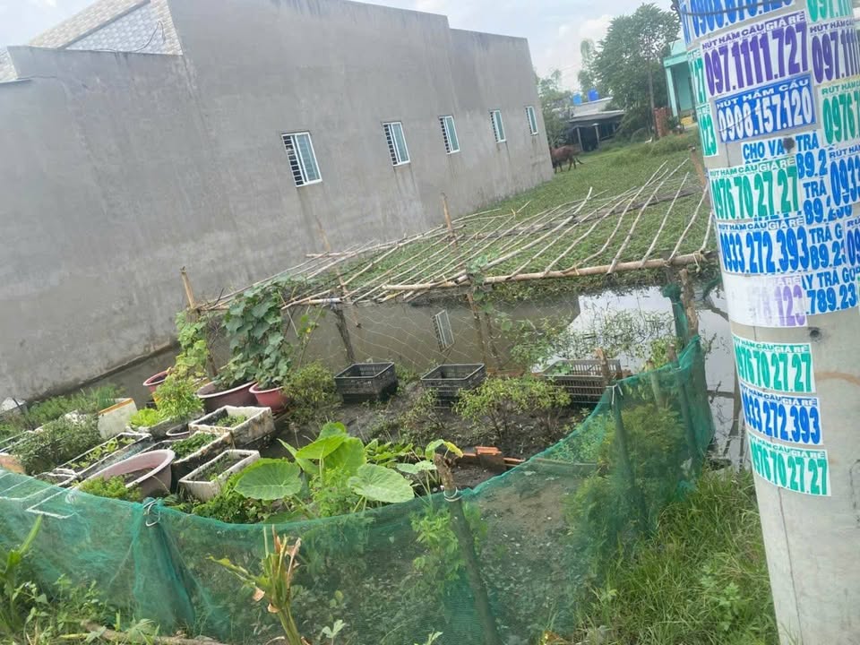 Đất nền Mỹ Hạnh Nam, Đức Hòa 145m² - Sổ hồng sẵn, giá 1.55 tỷ