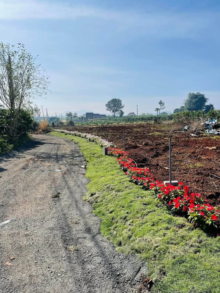 Đất nền Tân Hội, Đức Trọng 121m² giá 480 triệu - Sổ đỏ chính chủ