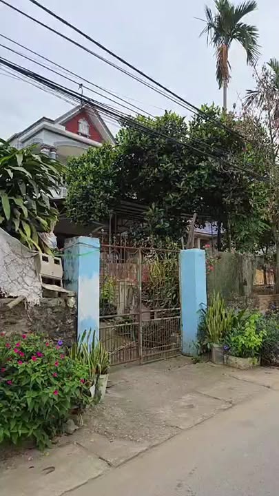 Đất nền Tam Đảo 116m² giá 1.4 tỷ - Giá tốt hiếm có!