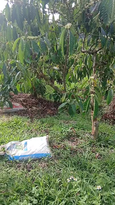 Bán Gấp Đất Vườn 2520m² Hòa Bắc, Di Linh - Lộc Trời 2.85 Tỷ