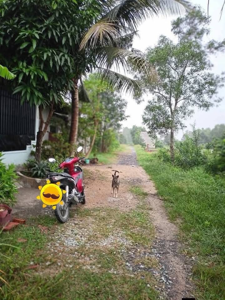 Nhà cấp 4 Thị trấn Đức Hòa 100m² Sổ hồng - Giá 1.28 tỷ