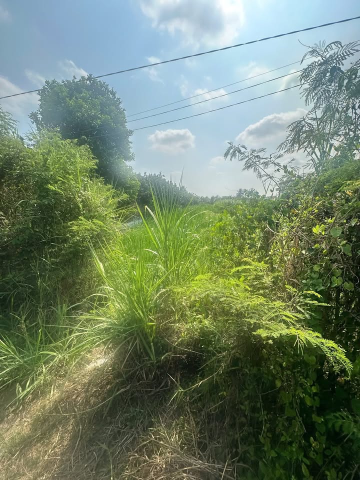 Đất Mặt Tiền Nhựa Đồng Tháp - 490m² Giá 700 Triệu, Sẵn Ở Ngay