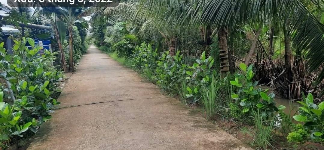 Đất nền Xã Phú Mỹ, Mỏ Cày Bắc 3500m² - Tiềm năng tăng giá vượt trội!