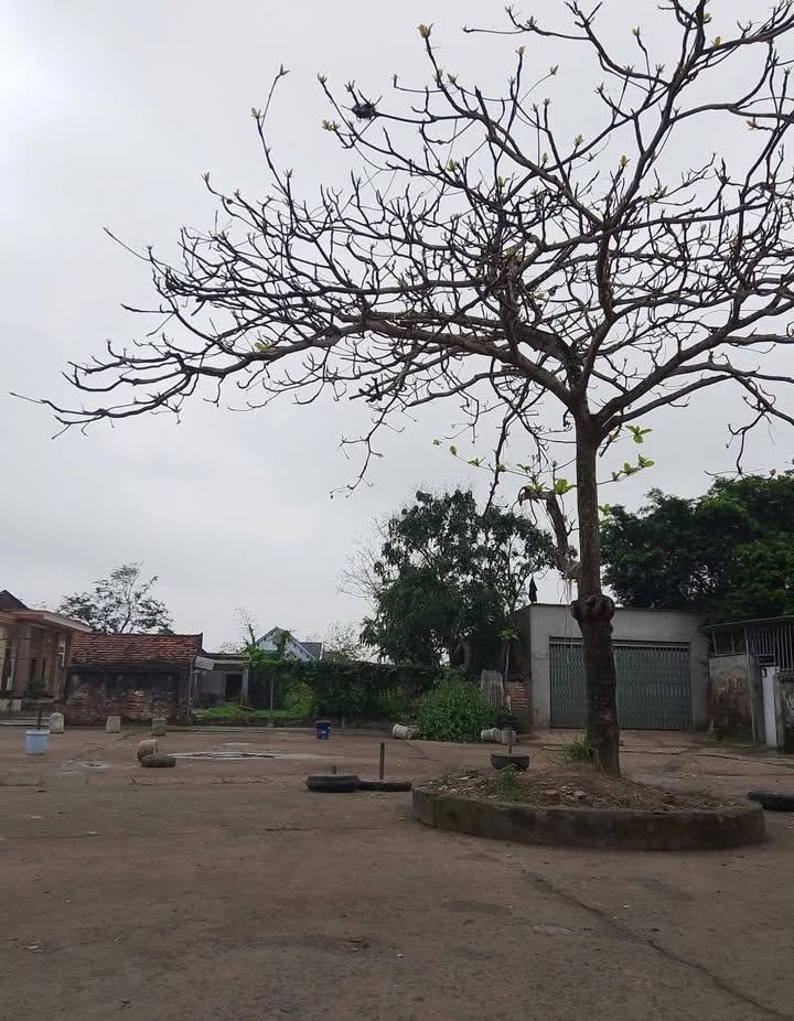 Đất Vàng Nghĩa Hưng, Nam Định - Mặt Tiền Kinh Doanh 6m