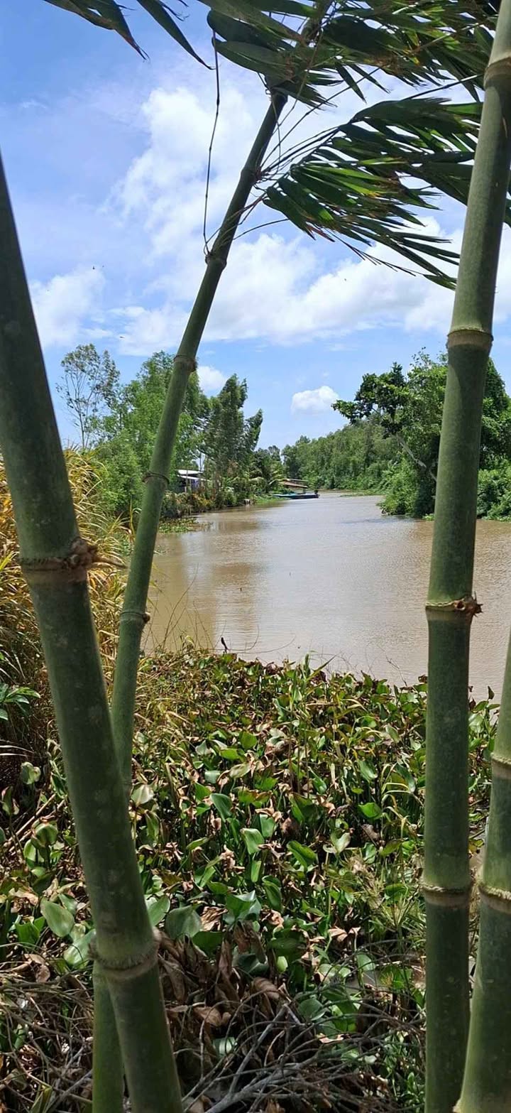 Bán Gấp 12.000m² Đất Lúa Sổ Đỏ Chính Chủ - Cần Thơ