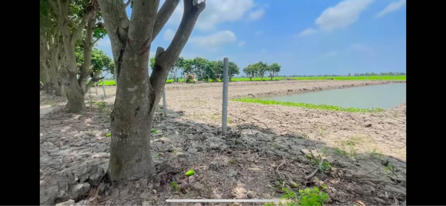 Đất nền Thạnh Lộc 2000m² An Giang - Tiềm năng tăng giá vượt trội!