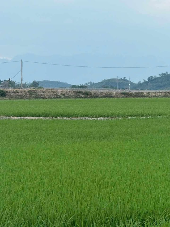 Đất ruộng 1.1ha Đắk Lắk - ôm 2 mặt đường, Sổ đỏ chính chủ