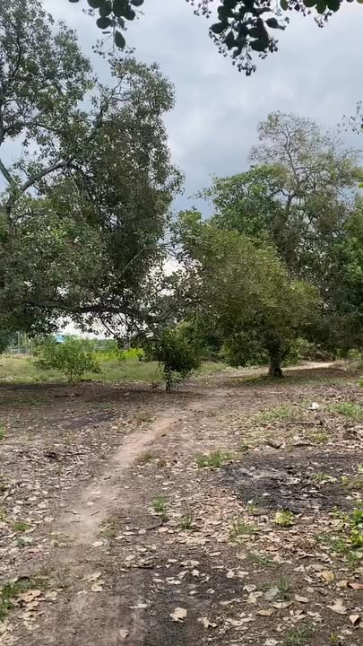 Bán Đất Farm 16000m² Xuân Bắc, Đồng Nai - Sẵn Sàng Chăn Nuôi