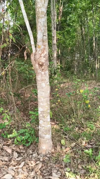 Bán Gấp Đất Vườn 10800m² Tại Bình Phước - Có Thu Nhập Ổn Định