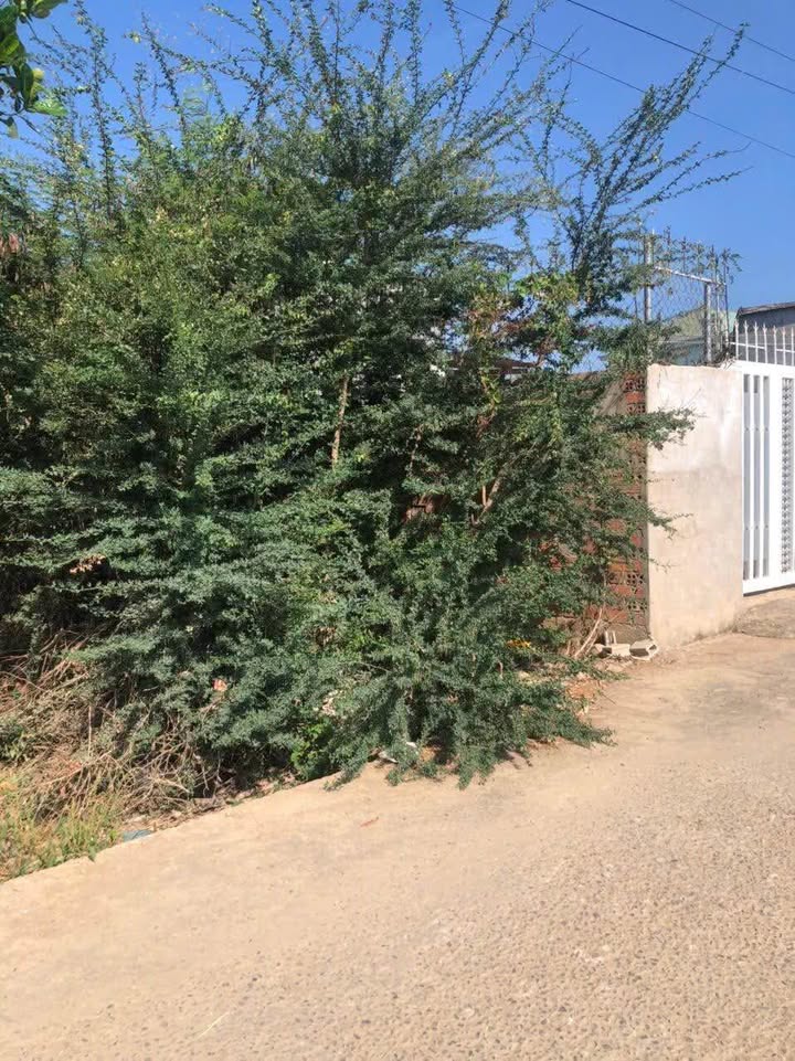 Bán Đất Nền Kim Ngọc, Phan Thiết 210m² - Sẵn Sổ Thổ Cư, Gần Chợ, Trường