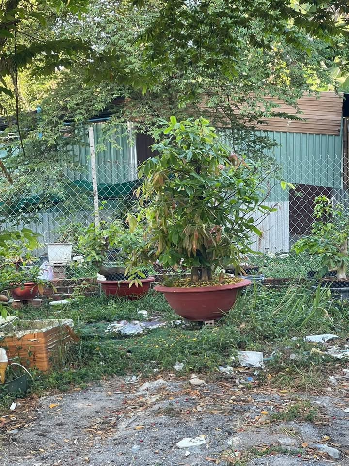 Đất nền Long Bình 45m², 250 triệu - Tiềm năng tăng giá!