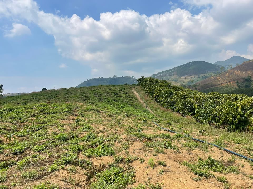 Bán Đất Vườn Phú Sơn Lâm Hà 27000m² - Sổ Đỏ Sẵn Sàng