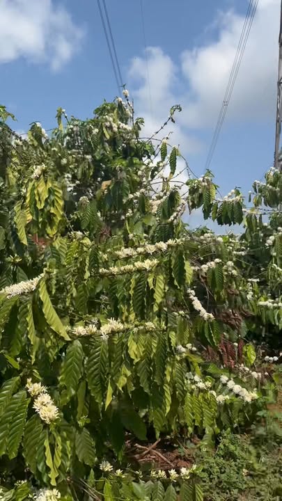 Farm Gia Lai 1.1ha chỉ 2.3 tỷ - Sổ hồng chính chủ, sẵn cà phê!