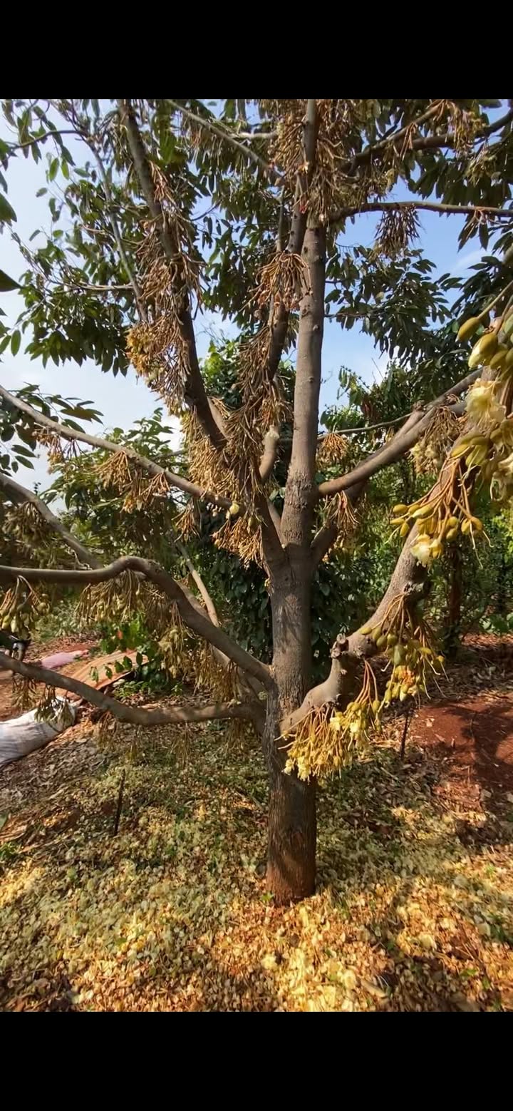 Farm Ia Pia, Chư Prông 1,5ha 2,5 tỷ - Sổ hồng rõ ràng