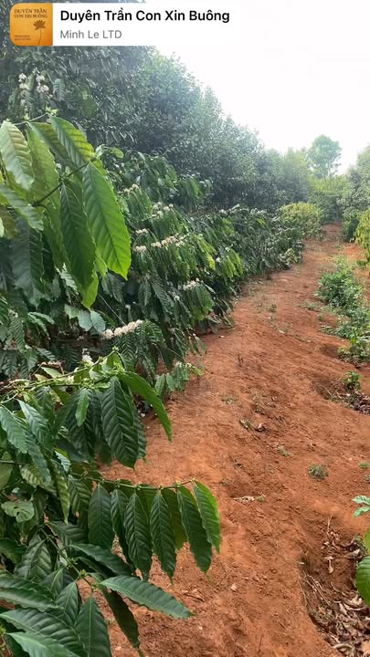 Đất Vườn Chư Păh 720m² - Sinh thái xanh, giá 400 triệu!