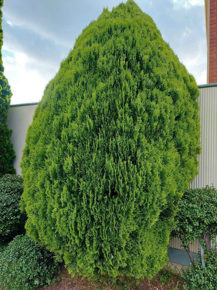 Đất Nền Phú Quốc 501m² Đường Ba Trại - Tiềm Năng Tăng Giá Vượt Trội!