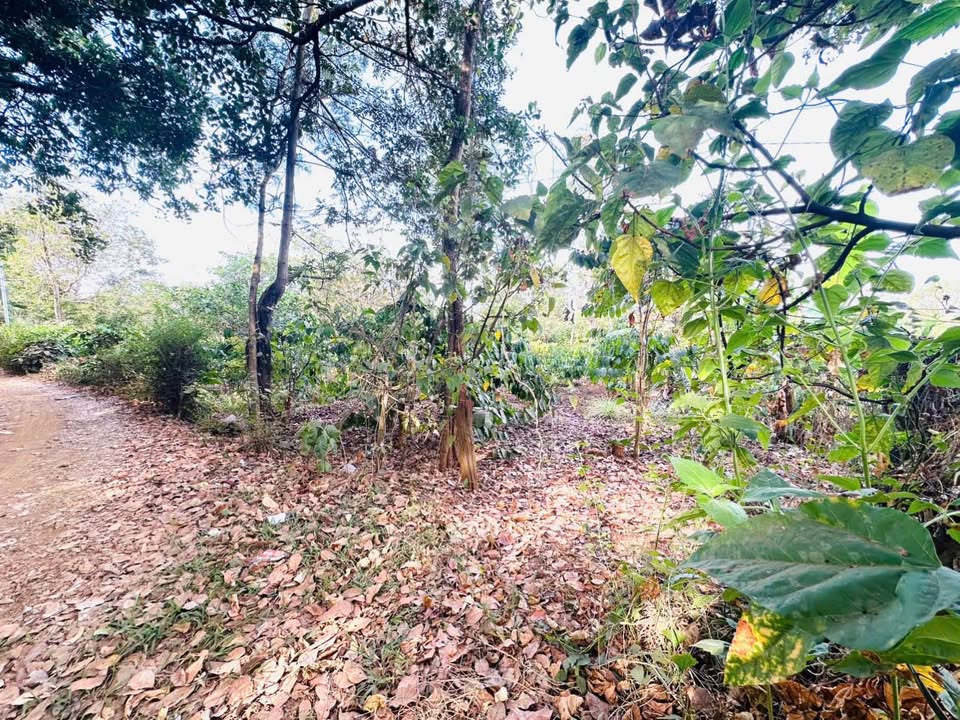 Bán Đất Nông Nghiệp Buôn Ma Thuột 3.6 Sào - Gần Nguyễn Thị Định, Giá Tốt