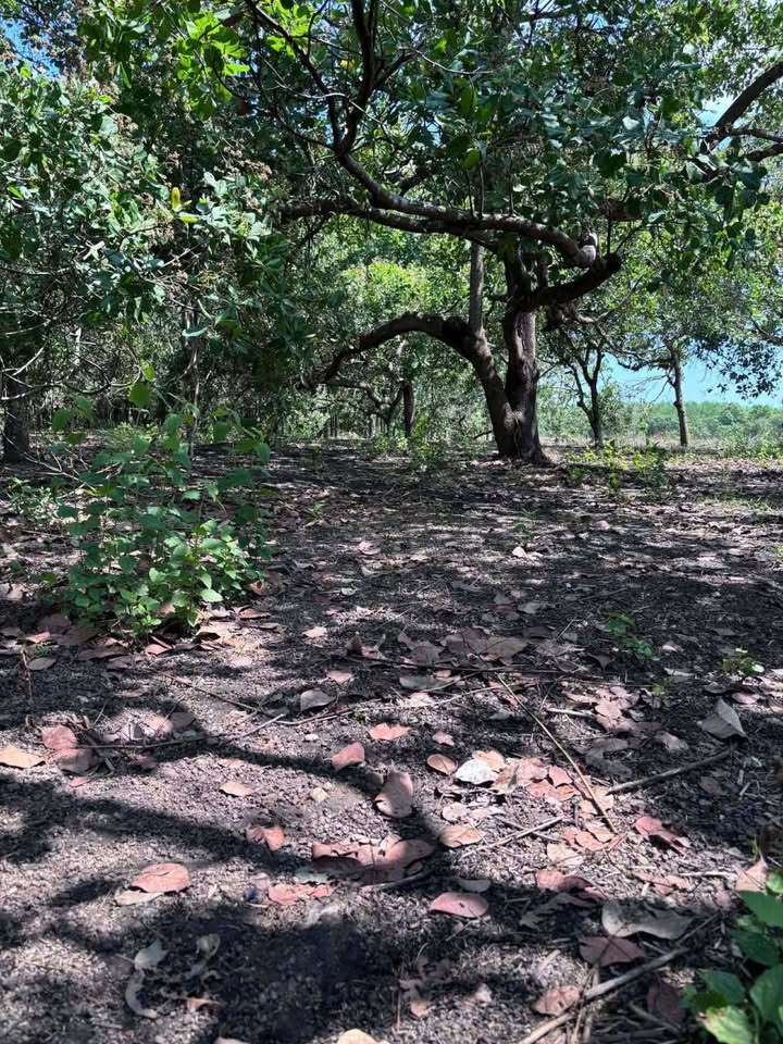 Đất nền Hưng Phước, Bù Đốp 5300m² - Sổ đỏ chính chủ