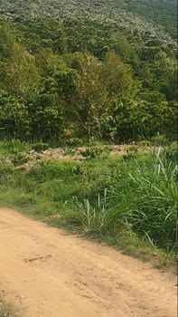 Đất Vườn 3.8 Sào Cà Phê Sầu Riêng - Lâm Hà, Lâm Đồng - Sổ Đỏ