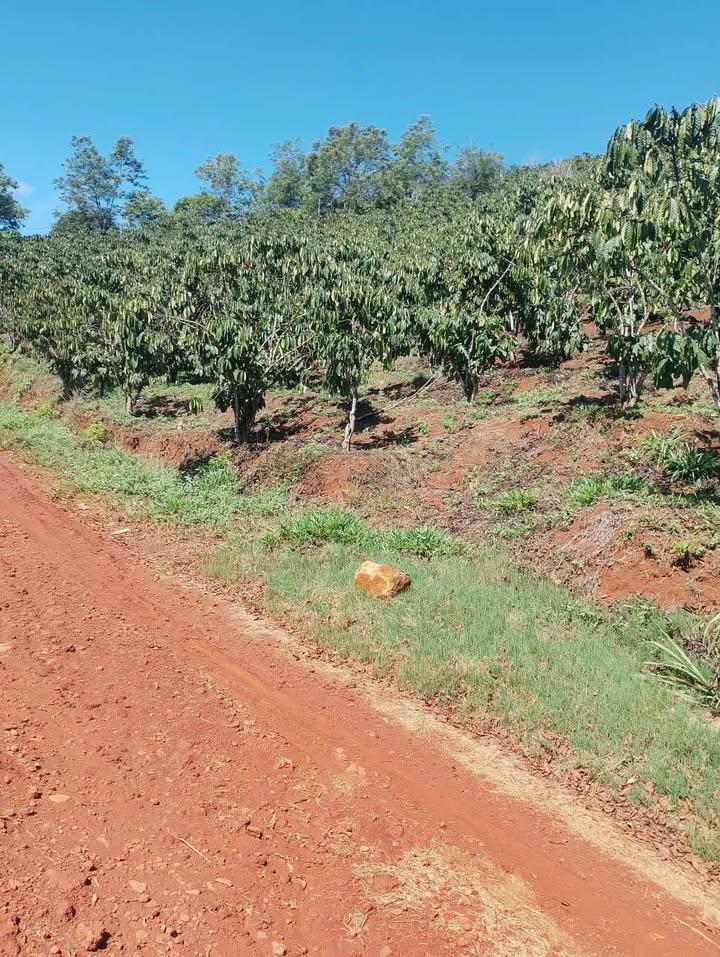 Bán Gấp Vườn Cafe 2ha Mặt Tiền Đẹp, Giá Tốt Huyện Di Linh