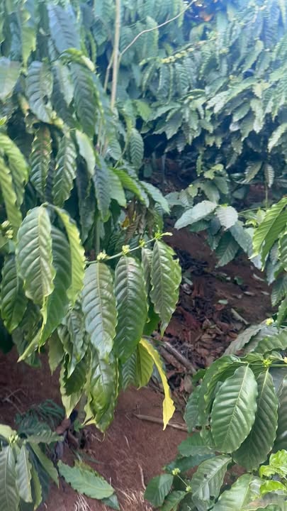 Bán Đất Rẫy 2ha Đắk Nông - Sổ Đỏ, Trồng Cà Phê, Giá 5.2 Tỷ