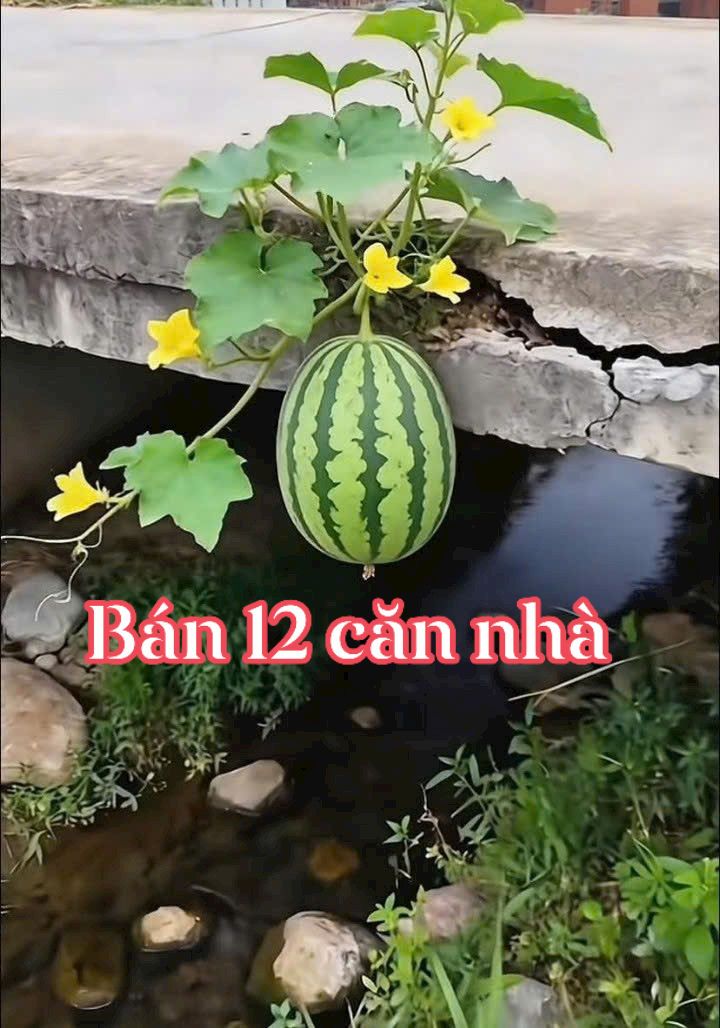 Nhà riêng Đường D5 Trà Vinh 90m² giá 650 triệu - Chính chủ bán!