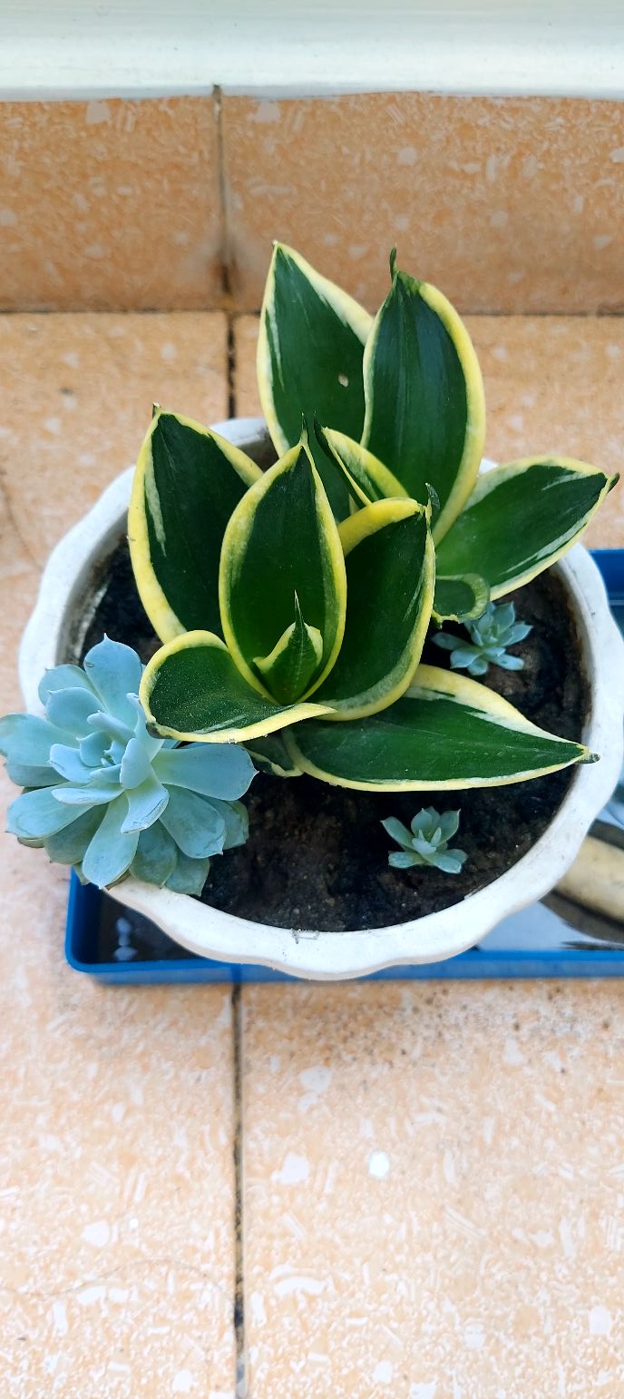 Nhà phố Tân Hòa, Biên Hòa 60m² - Mặt tiền kinh doanh sầm uất!